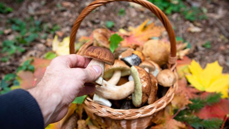 Cueillette et consommation de champignons : Attention aux risques d'intoxication !